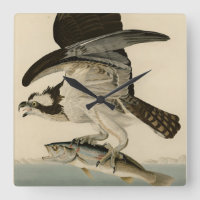Fischhawk, Osprey, von Audubons Vögeln von Amerika