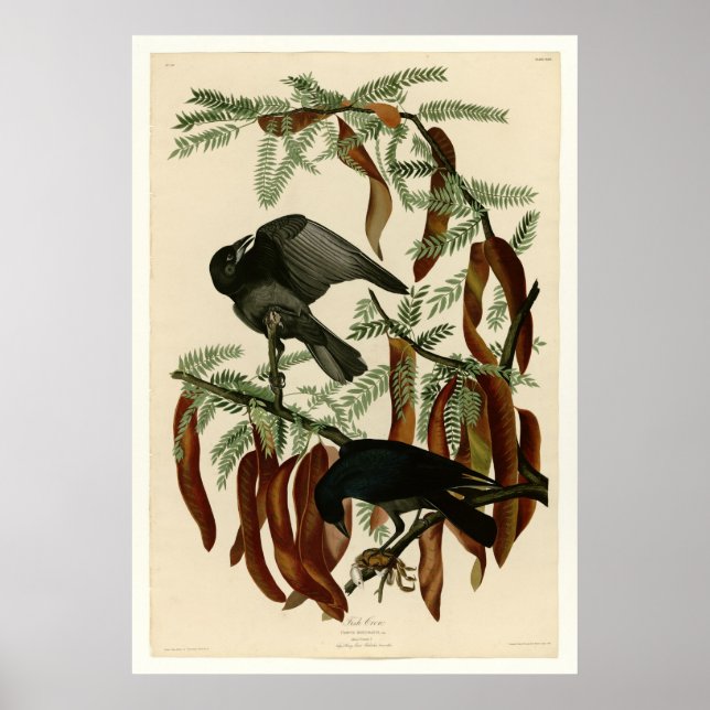 Fischkruge Poster (Vorne)