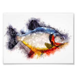 Fischkunst vom Roten Belogen Piranha Aquarell Fotodruck