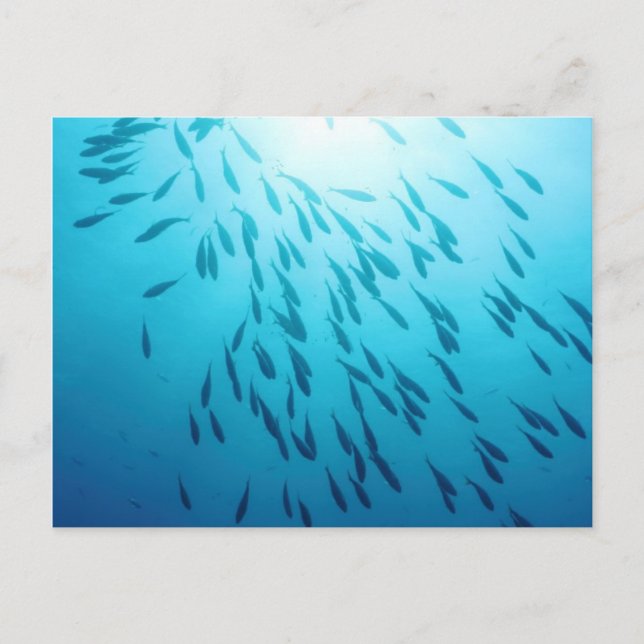 Fischmuschel Postkarte (Vorderseite)
