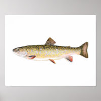 Fischplakat - Bachforelle Weibliche Fische