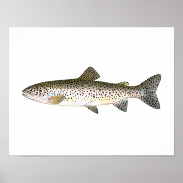 Fischplakat - Lachsforellen Fisch Poster (Vorne)