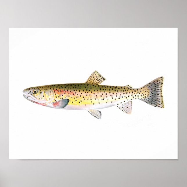 Fischplakat - Rocky Mountain Foreut Fish Poster (Vorne)
