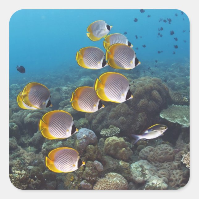 Fischschule 2 quadratischer aufkleber (Vorderseite)
