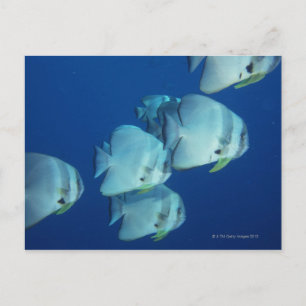 Fischschule 5 postkarte