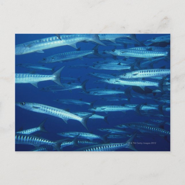 Fischschule 9 postkarte (Vorderseite)