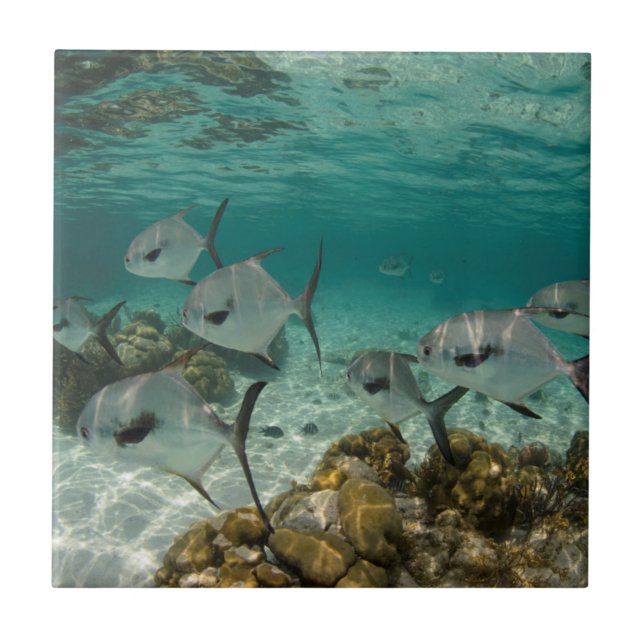 Fischschule Fliese (Vorderseite)