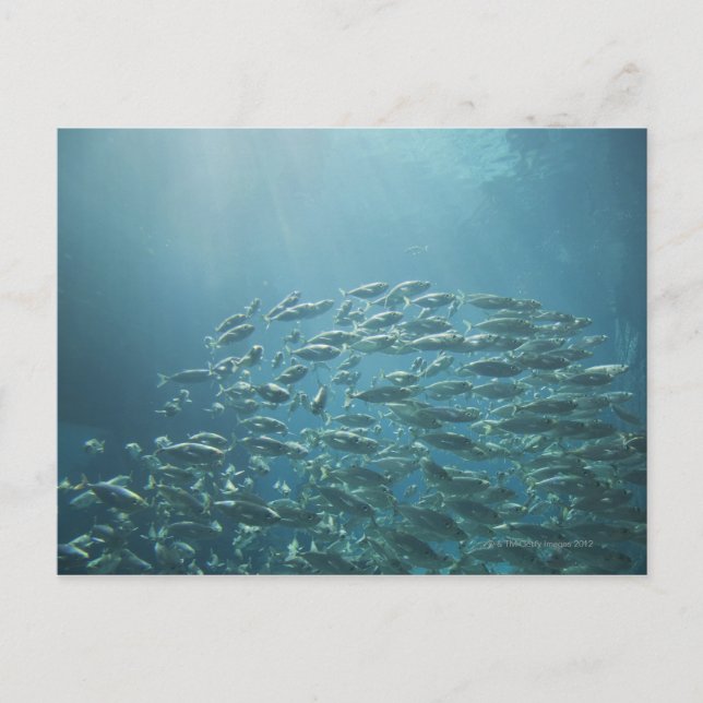 Fischschule, Nassau, Bahamas Postkarte (Vorderseite)