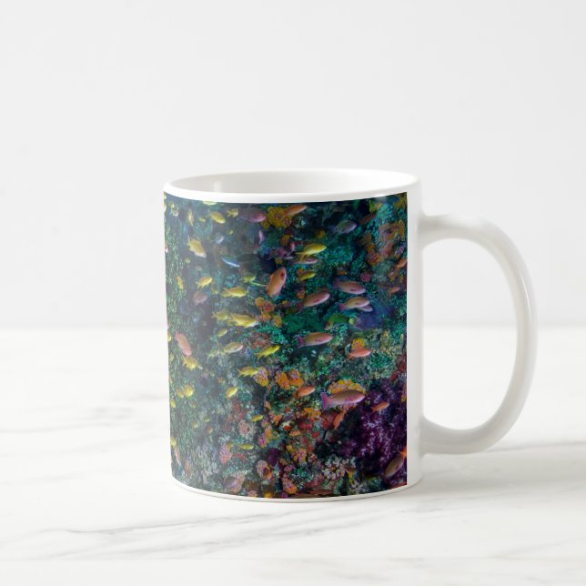 Fischschulen im Riff Kaffeetasse (Rechts)