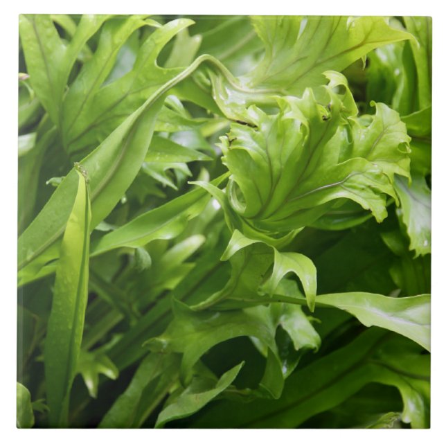 Fischschwanz-Farn-Fliese Fliese (Vorderseite)