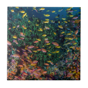Fischschwärme schwimmen im Riff Fliese