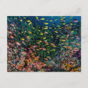 Fischschwärme schwimmen im Riff Postkarte