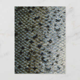 Fischskala 2 postkarte