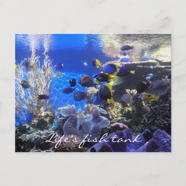 Fischtank 2 Postkarte (Vorderseite)