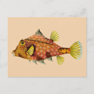 Fischverpackungskarte Postkarte