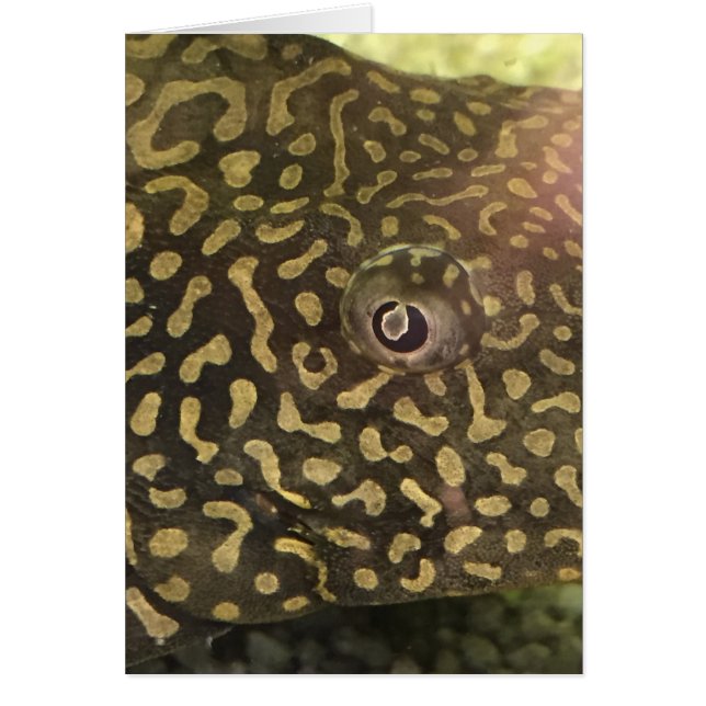 Fish Eye Card (Vorne)