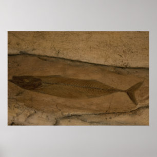 Fish Fossil Poster