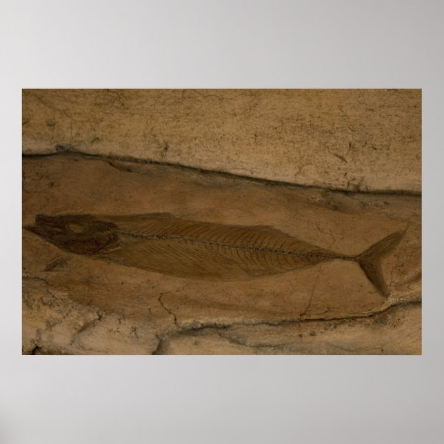 Fish Fossil Poster (Vorne)