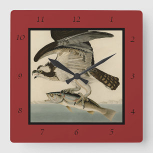 Fish Hawk, Osprey, from Audubon's Birds of America Quadratische Wanduhr