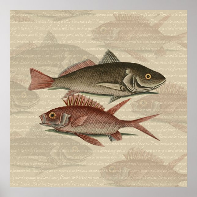 Fish Red Perch Fisherman Art Poster (Vorne)