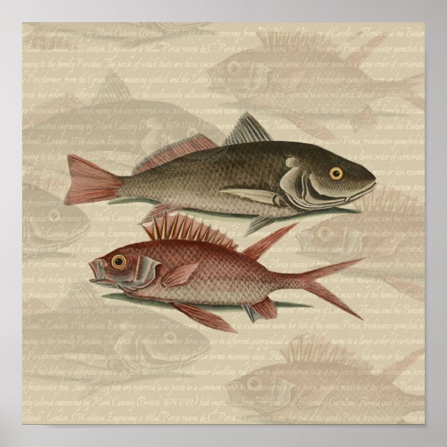 Fish Red Perch Fisherman Art Poster (Vorne)