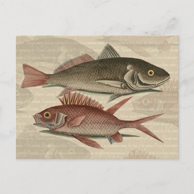 Fish Red Perch Fisherman Art Postkarte (Vorderseite)