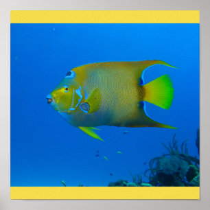 Fish Swim Zuhause Fins Personalize Destiny's Poster