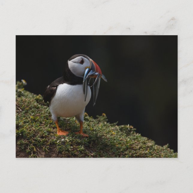Fisher Puffin Postkarte (Vorderseite)
