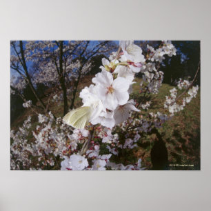 Fisheye Ansicht des Schmetterlinges auf Blume Poster