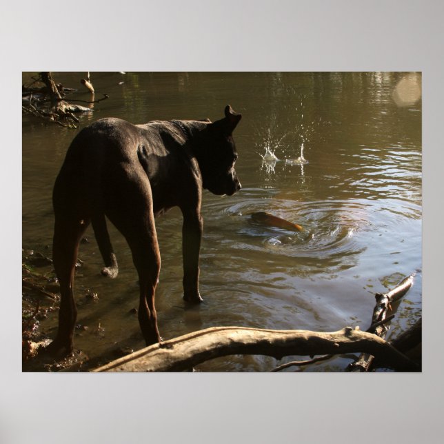 Fishin' Pit Bull Poster (Vorne)