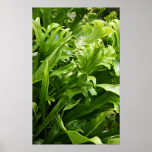 Fishtail Fern Poster