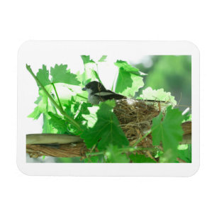 Fiskaal Laksman Fiskal Shrike Bird Nest Magnet
