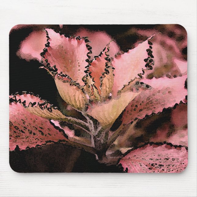 Fittonia argynoneura 'Rosa Star Mousepad (Vorne)