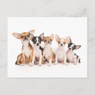 Five puppies postkarte