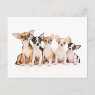 Five puppies postkarte