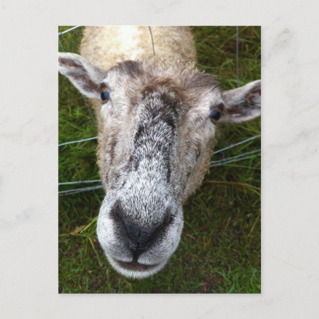 Fjun das Schaf auf der Postkarte (Vorderseite)