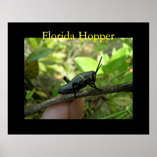 FL Hopper Poster (Vorne)