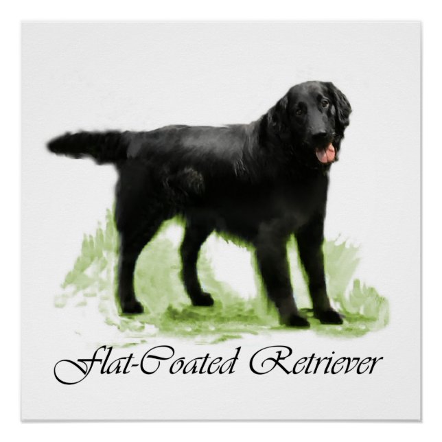 Flachbeschichtete Retriever Art Poster (Vorderseite)