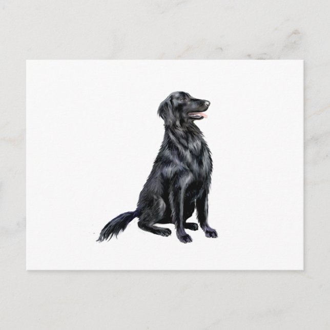 Flachbeschichteter Retriever (B) Postkarte (Vorderseite)