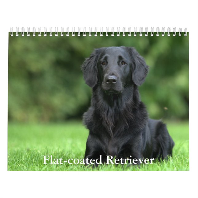 Flachbeschichteter Retriever-Kalender Kalender (Titelbild)
