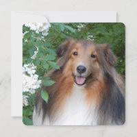 Flachdanke-Karte mit Sheltie