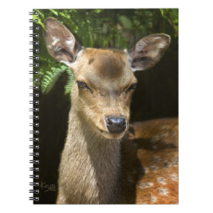 Flachdecker-Notebook Notizblock
