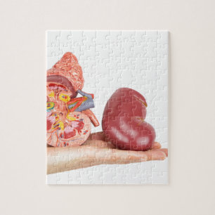 Flache Hand, die vorbildliche menschliche Niere Puzzle
