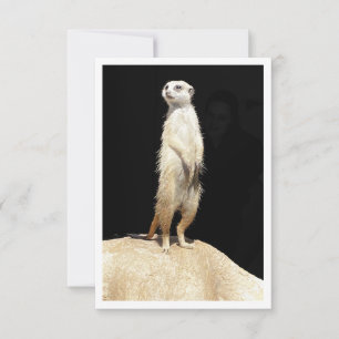Flachgrüßkarte - Meerkat-Liebe Karte