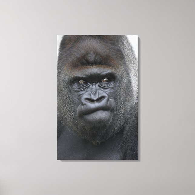 Flachland Gorilla Leinwanddruck (Vorderseite)