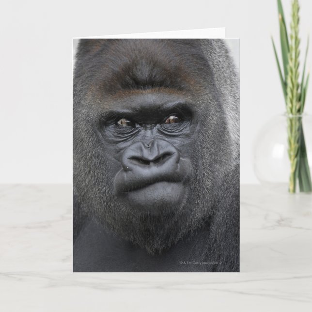 Flachlandgorilla, Gorilla gorilla, Karte (Vorderseite)