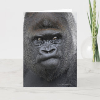Flachlandgorilla, Gorilla gorilla, Karte