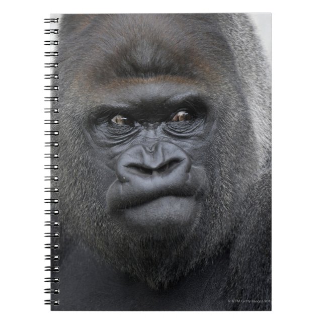 Flachlandgorilla, Gorilla gorilla, Notizblock (Vorderseite)