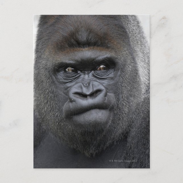 Flachlandgorilla, Gorilla gorilla, Postkarte (Vorderseite)