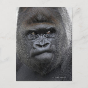 Flachlandgorilla, Gorilla gorilla, Postkarte